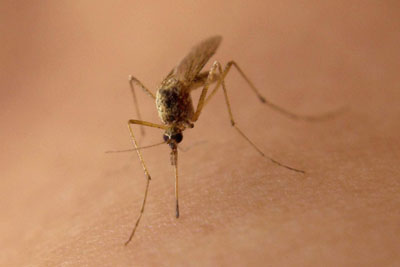 Comment les moustiques choisissent-ils leurs victimes?