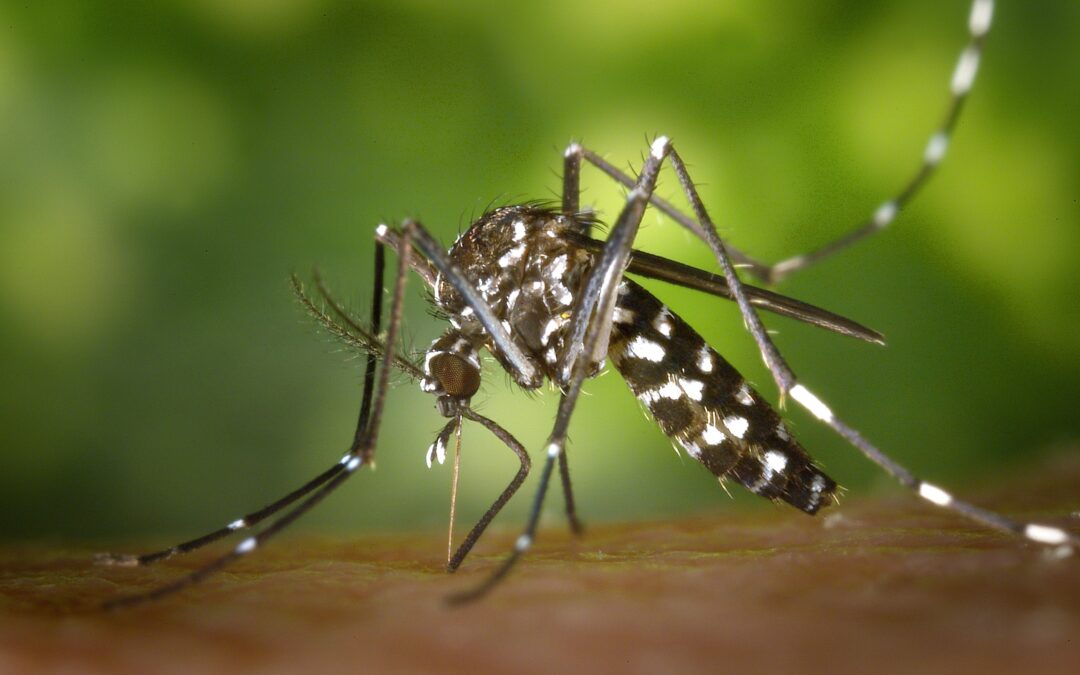 3 actions dissuasives de DEET sur les moustiques