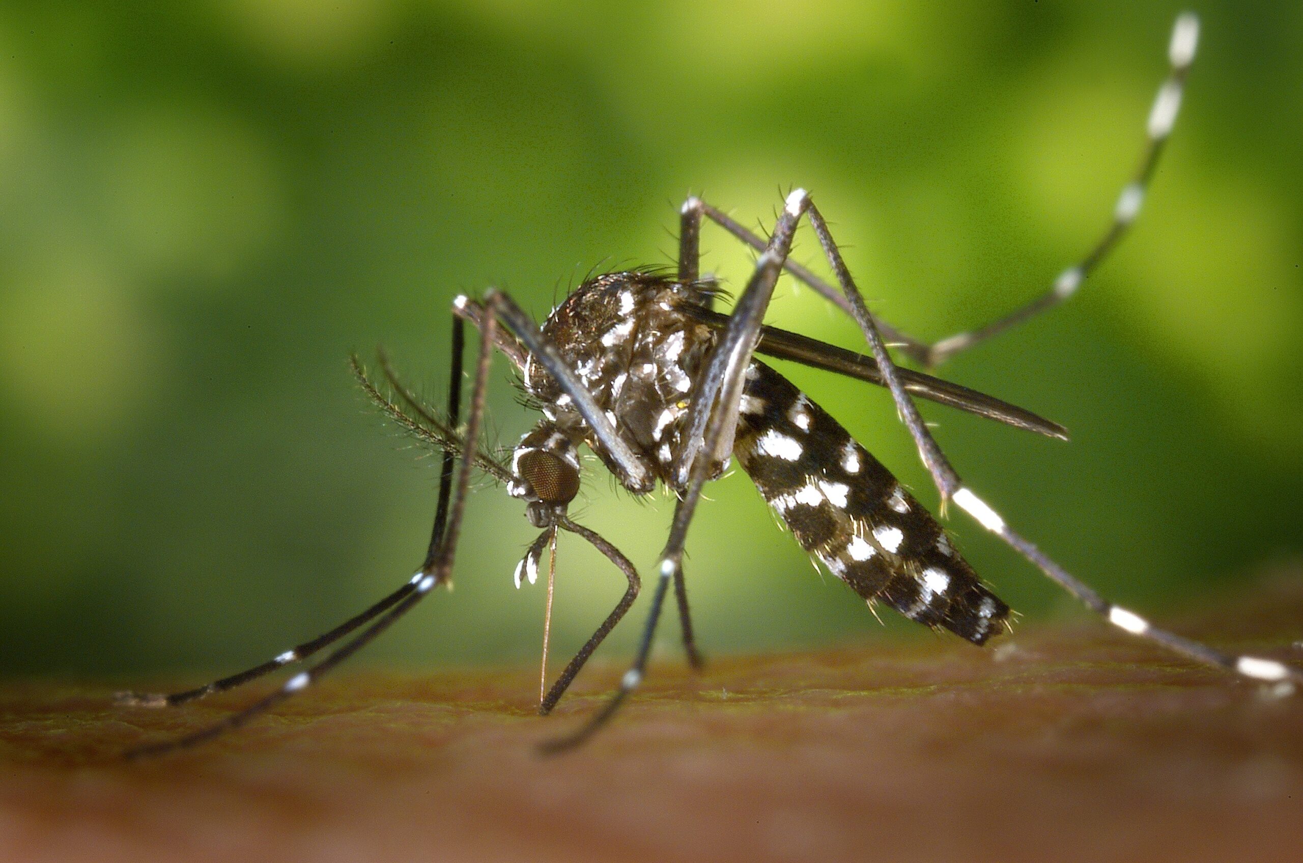 Aedes albopictus moustique