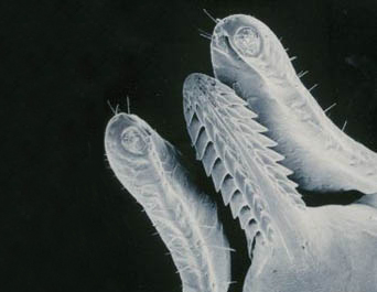 Ixodholcapitulum Ixodholcapitulum